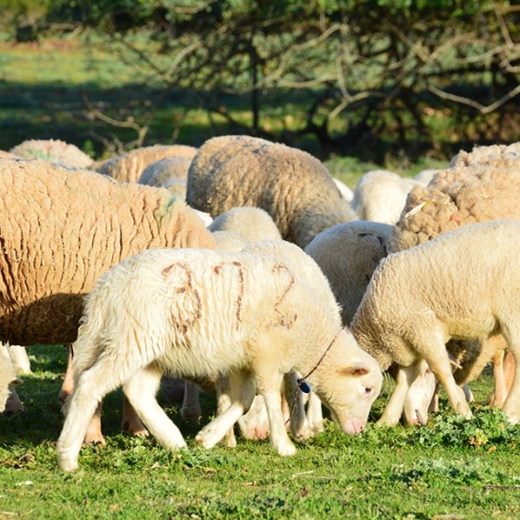 Agricultura